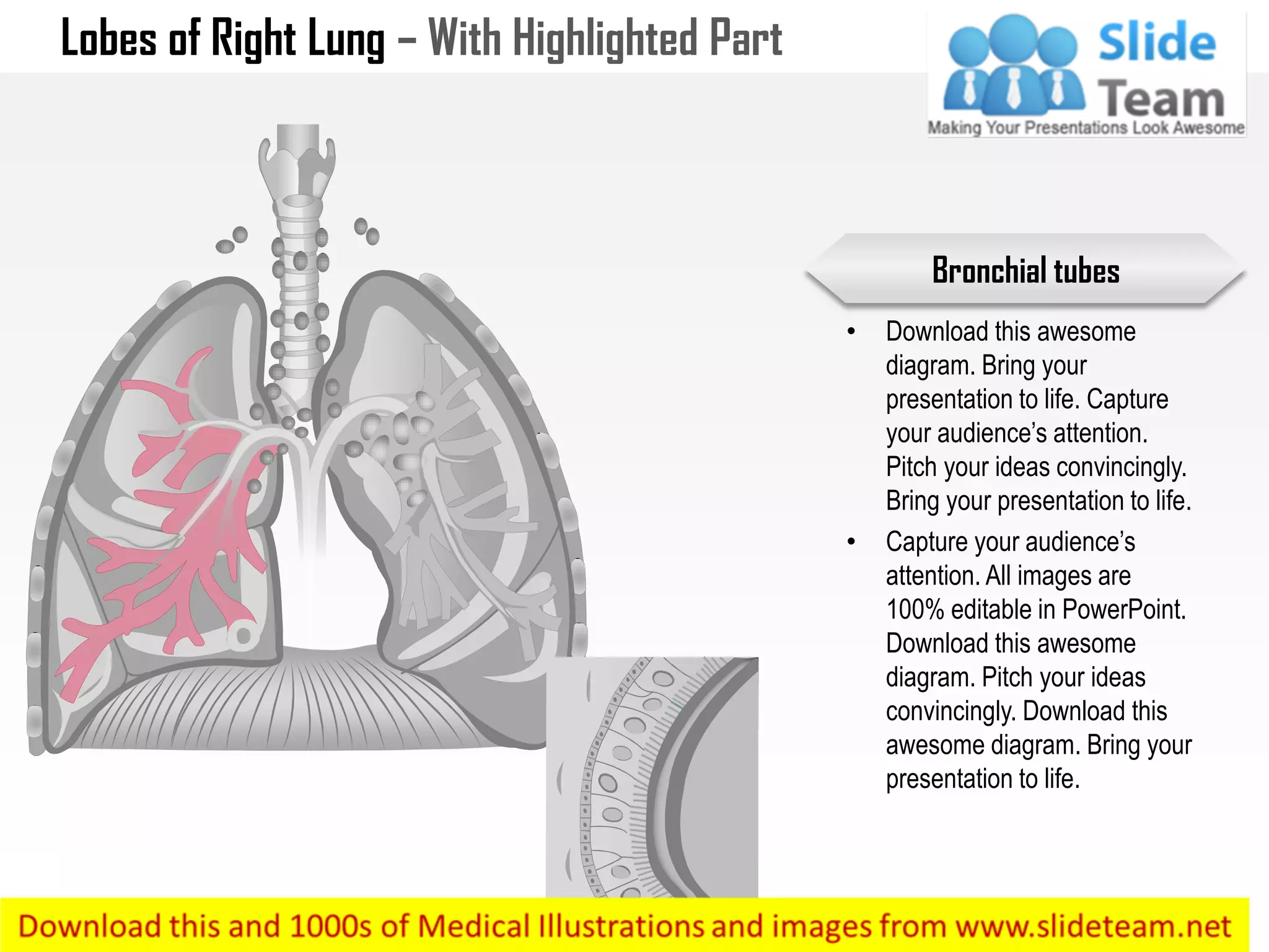 Lobes of Right Lung – With Highlighted Part
• Download this awesome
diagram. Bring your
presentation to life. Capture
your audience’s attention.
Pitch your ideas convincingly.
Bring your presentation to life.
• Capture your audience’s
attention. All images are
100% editable in PowerPoint.
Download this awesome
diagram. Pitch your ideas
convincingly. Download this
awesome diagram. Bring your
presentation to life.
Bronchial tubes
 