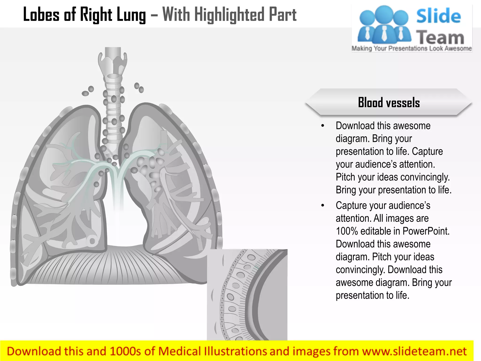 Lobes of Right Lung – With Highlighted Part
• Download this awesome
diagram. Bring your
presentation to life. Capture
your audience’s attention.
Pitch your ideas convincingly.
Bring your presentation to life.
• Capture your audience’s
attention. All images are
100% editable in PowerPoint.
Download this awesome
diagram. Pitch your ideas
convincingly. Download this
awesome diagram. Bring your
presentation to life.
Blood vessels
 