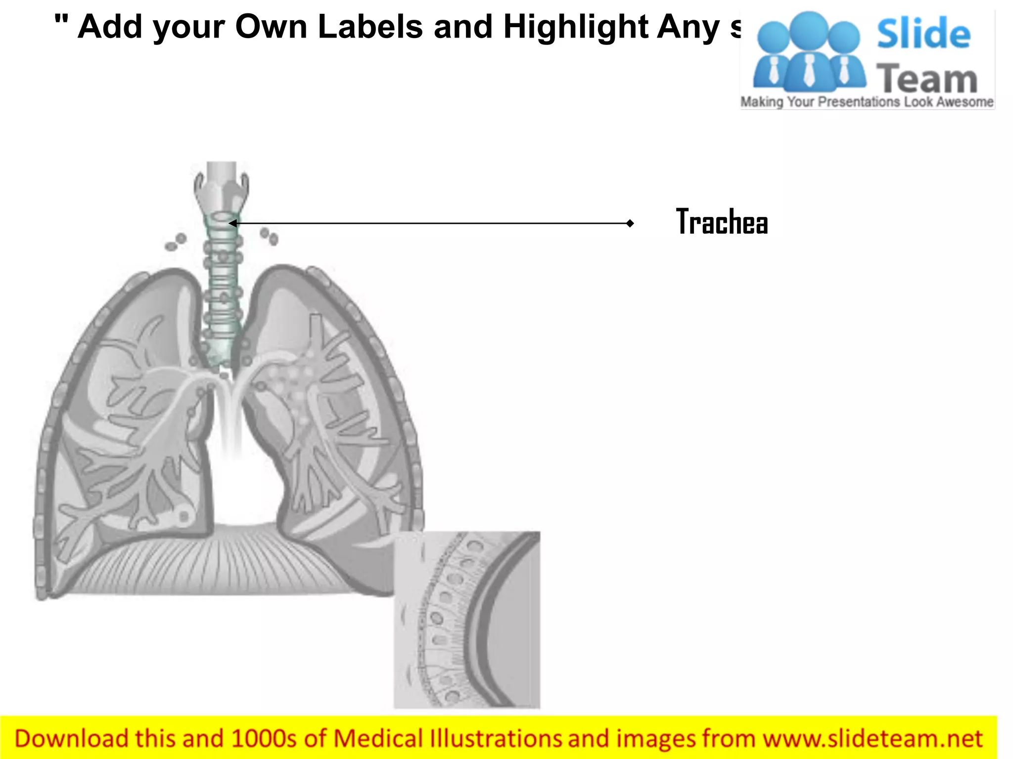 " Add your Own Labels and Highlight Any section"
Trachea
 