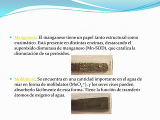  Manganeso. El manganeso tiene un papel tanto estructural como
enzimático. Está presente en distintas enzimas, destacando el
superóxido dismutasa de manganeso (Mn-SOD), que cataliza la
dismutación de su peróxidos.
 Molibdeno. Se encuentra en una cantidad importante en el agua de
mar en forma de molibdatos (MoO4
2-), y los seres vivos pueden
absorberlo fácilmente de esta forma. Tiene la función de transferir
átomos de oxígeno al agua.
 