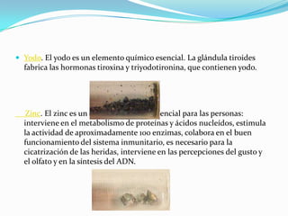 Yodo. El yodo es un elemento químico esencial. La glándula tiroides
fabrica las hormonas tiroxina y triyodotironina, que contienen yodo.
Zinc. El zinc es un elemento químico esencial para las personas:
interviene en el metabolismo de proteínas y ácidos nucleídos, estimula
la actividad de aproximadamente 100 enzimas, colabora en el buen
funcionamiento del sistema inmunitario, es necesario para la
cicatrización de las heridas, interviene en las percepciones del gusto y
el olfato y en la síntesis del ADN.
 