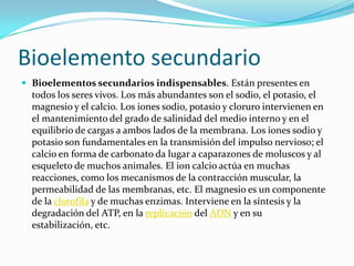 Bioelemento secundario
 Bioelementos secundarios indispensables. Están presentes en
todos los seres vivos. Los más abundantes son el sodio, el potasio, el
magnesio y el calcio. Los iones sodio, potasio y cloruro intervienen en
el mantenimiento del grado de salinidad del medio interno y en el
equilibrio de cargas a ambos lados de la membrana. Los iones sodio y
potasio son fundamentales en la transmisión del impulso nervioso; el
calcio en forma de carbonato da lugar a caparazones de moluscos y al
esqueleto de muchos animales. El ion calcio actúa en muchas
reacciones, como los mecanismos de la contracción muscular, la
permeabilidad de las membranas, etc. El magnesio es un componente
de la clorofila y de muchas enzimas. Interviene en la síntesis y la
degradación del ATP, en la replicación del ADN y en su
estabilización, etc.
 