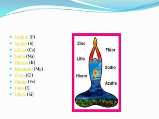  Fósforo (P)
 Azufre (S)
 Calcio (Ca)
 Sodio (Na)
 Potasio (K)
 Magnesio (Mg)
 Cloro (Cl)
 Hierro (Fe)
 Yodo (I)
 Silicio (Si)
 
