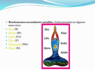  Bioelementos secundarios variables. Están presentes en algunos
seres vivos.
 Boro (B)
 Bromo (Br)
 Cobre (Cu)
 Flúor (F)
 Manganeso (Mn)
 Silicio (Si)
 