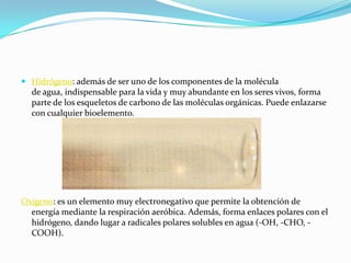  Hidrógeno: además de ser uno de los componentes de la molécula
de agua, indispensable para la vida y muy abundante en los seres vivos, forma
parte de los esqueletos de carbono de las moléculas orgánicas. Puede enlazarse
con cualquier bioelemento.
Oxígeno: es un elemento muy electronegativo que permite la obtención de
energía mediante la respiración aeróbica. Además, forma enlaces polares con el
hidrógeno, dando lugar a radicales polares solubles en agua (-OH, -CHO, -
COOH).
 