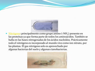 Nitrógeno: principalmente como grupo amino (-NH2) presente en
las proteínas ya que forma parte de todos los aminoácidos. También se
halla en las bases nitrogenadas de los ácidos nucleídos. Prácticamente
todo el nitrógeno es incorporado al mundo vivo como ion nitrato, por
las plantas. El gas nitrógeno solo es aprovechado por
algunas bacterias del suelo y algunas cianobacterias.
 