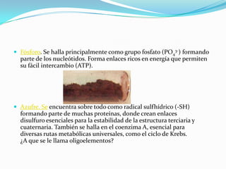  Fósforo. Se halla principalmente como grupo fosfato (PO4
3-) formando
parte de los nucleótidos. Forma enlaces ricos en energía que permiten
su fácil intercambio (ATP).
 Azufre. Se encuentra sobre todo como radical sulfhídrico (-SH)
formando parte de muchas proteínas, donde crean enlaces
disulfuro esenciales para la estabilidad de la estructura terciaria y
cuaternaria. También se halla en el coenzima A, esencial para
diversas rutas metabólicas universales, como el ciclo de Krebs.
¿A que se le llama oligoelementos?
 