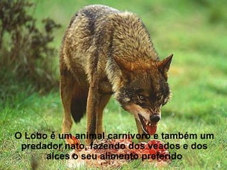 O Lobo é um animal carnívoro e também um
 predador nato, fazendo dos veados e dos
      alces o seu alimento preferido
 