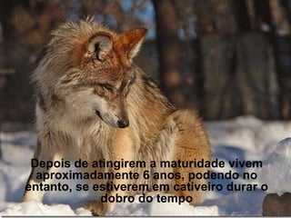 Depois de atingirem a maturidade vivem
  aproximadamente 6 anos, podendo no
entanto, se estiverem em cativeiro durar o
             dobro do tempo
 
