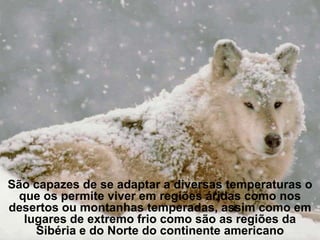 Regiões em que habita




São capazes de se adaptar a diversas temperaturas o
 que os permite viver em regiões áridas como nos
desertos ou montanhas temperadas, assim como em
  lugares de extremo frio como são as regiões da
    Sibéria e do Norte do continente americano
 
