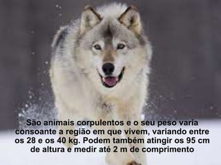 São animais corpulentos e o seu peso varia
consoante a região em que vivem, variando entre
os 28 e os 40 kg. Podem também atingir os 95 cm
    de altura e medir até 2 m de comprimento
 