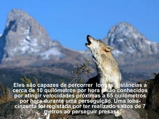 Eles são capazes de percorrer longas distâncias a
cerca de 10 quilómetros por hora e são conhecidos
 por atingir velocidades próximas a 65 quilómetros
   por hora durante uma perseguição. Uma loba-
 cinzenta foi registada por ter realizado saltos de 7
             metros ao perseguir presas
 