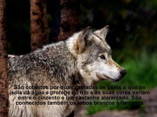 São cobertos por duas camadas de pêlos o que os
isola da água e protege do frio e as suas cores variam
   entre o cinzento e um castanho alaranjado. São
  conhecidos também os lobos brancos siberianos
 