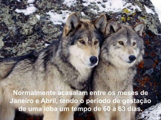 Normalmente acasalam entre os meses de
Janeiro e Abril, tendo o período de gestação
  de uma loba um tempo de 60 a 63 dias.
 