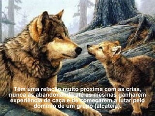 Têm uma relação muito próxima com as crias,
nunca as abandonando até as mesmas ganharem
experiência de caça e de começarem a lutar pelo
        domínio de um grupo (alcateia).
 