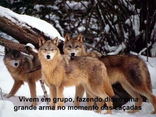 Vivem em grupo, fazendo disso uma
grande arma no momento das caçadas.
 