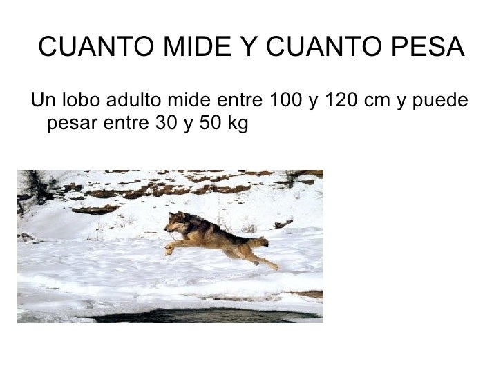 Lobo