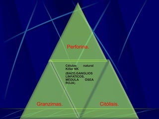 Perforina.
Granzimas.
Células natural
Killer NK
(BAZO,GANGLIOS
LINFATICOS,
MÉDULA ÓSEA
ROJA).
Citólisis.
 