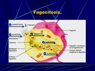 Fagocitosis.
 