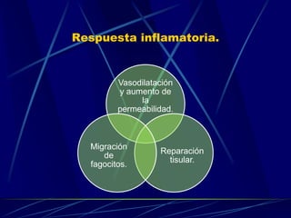 Respuesta inflamatoria.
Vasodilatación
y aumento de
la
permeabilidad.
Reparación
tisular.
Migración
de
fagocitos.
 