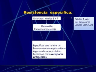 Resistencia específica.
Linfocitos: células B Y T
Desarrollan
Inmunocompetencia.
Sintetizan proteínas
Especificas que se insertan
En sus membranas plasmáticas
Algunas de estas proteínas
Funcionan como receptores
Antigénicos.
Células T salen
Del timo como
Células CD4, CD8
 