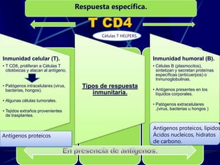 T CD4
Inmunidad celular (T).
• T CD8, proliferan a Células T
citotóxicas y atacan al antígeno.
• Patógenos intracelulares (virus,
bacterias, hongos).
• Algunas células tumorales.
• Tejidos extraños provenientes
de trasplantes.
Tipos de respuesta
inmunitaria.
Inmunidad humoral (B).
• Células B (plasmocitos),
sintetizan y secretan proteínas
específicas (anticuerpos) o
Inmunoglobulinas.
• Antígenos presentes en los
líquidos corporales.
• Patógenos extracelulares
,(virus, bacterias u hongos )
Células T HELPERS.
Antígenos proteicos
Antígenos proteicos, lípidos
Ácidos nucleicos, hidratos
de carbono.
Respuesta específica.
 
