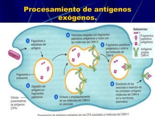 Procesamiento de antígenos
exógenos.
 