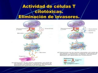Actividad de células T
citotóxicas.
Eliminación de invasores.
 