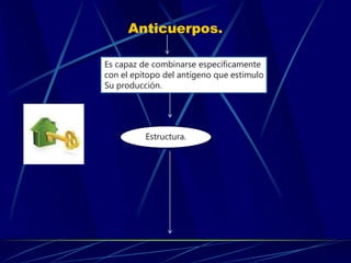 Anticuerpos.
Es capaz de combinarse específicamente
con el epítopo del antígeno que estimulo
Su producción.
Estructura.
 