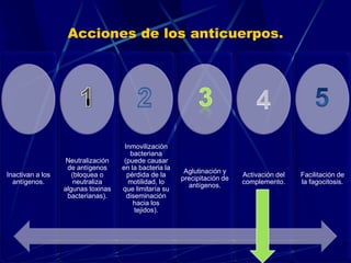 Acciones de los anticuerpos.
Inactivan a los
antígenos.
Neutralización
de antígenos
(bloquea o
neutraliza
algunas toxinas
bacterianas).
Inmovilización
bacteriana
(puede causar
en la bacteria la
pérdida de la
motilidad, lo
que limitaría su
diseminación
hacia los
tejidos).
Aglutinación y
precipitación de
antígenos.
Activación del
complemento.
Facilitación de
la fagocitosis.
 