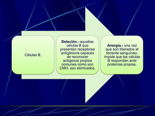 Células B.
Deleción.- aquellas
células B que
presentan receptores
antigénicos capaces
de reconocer
antígenos propios
comunes como son
CMH, son eliminados.
Anergia.- una vez
que son liberados al
torrente sanguíneo,
impide que las células
B respondan ante
proteínas propias.
 