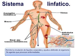 Permite la circulación de líquidos corporales y ayuda a defender al organismo
De agentes que provocan enfermedades.
 
