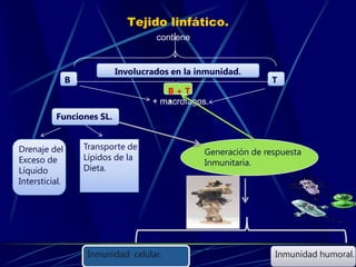 Tejido linfático.
contiene
+ macrofagos.
B T
Involucrados en la inmunidad.
Funciones SL.
Drenaje del
Exceso de
Líquido
Intersticial.
Transporte de
Lípidos de la
Dieta.
Generación de respuesta
Inmunitaria.
B + T
Inmunidad celular. Inmunidad humoral.
 