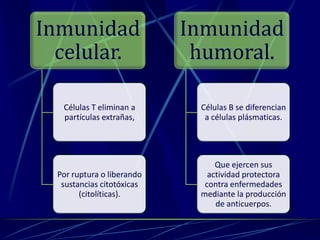 Inmunidad
celular.
Células T eliminan a
partículas extrañas,
Por ruptura o liberando
sustancias citotóxicas
(citolíticas).
Inmunidad
humoral.
Células B se diferencian
a células plásmaticas.
Que ejercen sus
actividad protectora
contra enfermedades
mediante la producción
de anticuerpos.
 