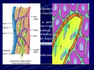  Los vasos linfáticos se originan de capilares linfáticos
 Se localizan en espacios intercelulares.
Capilares linfáticos.
 Estructura única que le permite al líquido intersticial
ingresar, pero no retornar al espacio intersticial.
 Junto a los capilares linfáticos hay filamentos de fijación
compuestos por fibras elásticas.
 Quilíferos (capilares del intestino delgado), transportan
los lípidos a la sangre =
quilo (jugo).
 La linfa es un líquido pálido amarillento y claro.
Aspecto blanquecino y cremosos.
 