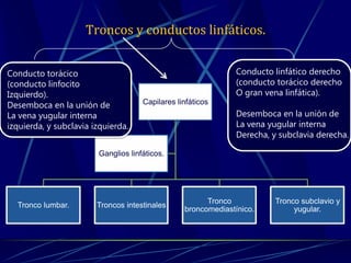 Troncos y conductos linfáticos.
Capilares linfáticos
Tronco lumbar. Troncos intestinales
Tronco
broncomediastínico.
Tronco subclavio y
yugular.
Ganglios linfáticos.
Conducto linfático derecho
(conducto torácico derecho
O gran vena linfática).
Desemboca en la unión de
La vena yugular interna
Derecha, y subclavia derecha.
Conducto torácico
(conducto linfocito
Izquierdo).
Desemboca en la unión de
La vena yugular interna
izquierda, y subclavia izquierda.
 