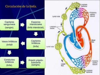 Circulación de la linfa.
Capilares
sanguíneos
(sangre).
Espacios
intersticiales
(linfa intersticial).
Capilares
linfáticos
(linfa)
Vasos linfáticos
(linfa9
Conductos
linfáticos
(linfa).
Ángulo yúgulo-
subclavia
(sangre).
 