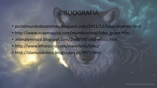 BIBLIOGRAFIA
• portalmundodosanimais.blogspot.com/2011/11/lobo-cinzento.html
• http://www.suapesquisa.com/mundoanimal/lobo_guara.htm
• animalemrisco.blogspot.com/2010/09/lobo-artico.htm
• http://www.infoescola.com/mamiferos/lobo/
• http://olamundoloco.blogs.sapo.pt/3971.html
 