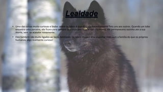 • Uma das coisas muito curiosas e lindas sobre os lobos é que eles são extremamente fieis uns aos outros. Quando um lobo
encontra uma parceira, ele ficara para sempre com essa parceira, e caso ela morra, ele permanecera sozinho ate a sua
morte, sem se acasalar novamente.
• Eles também são muito ligados ao laços familiares. Os lobos chegam a se importar mais com a família do que os próprios
humanos, algo realmente curioso!
 