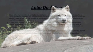 • O Lobo Ártico é um mamífero da família Canidae; ele habita o extremo norte do Canadá em meio ao gelo e ao frio do
Circulo Polar Ártico, podem ter uma pelagem branca, mas são marrons ou cinzentos, tudo depende da época do ano, não
obstante a idade do lobo pode ser estimada de acordo com a cor de seus pelos, pois a medida que envelhecem, a sua
tonalidade começa a clarear cada vez mais.
• Os lobos árticos tendem a ser menores do que o lobo cinzento. Eles são normalmente 1-2 metros de comprimento,
incluindo a cauda sendo que os machos são maiores que as fêmeas. A altura do ombro varia de 63-78 cm, sendo de
tamanho inferior se comparado ao lobo comum. Embora muitas vezes a mais pesem de 45 kg, já foram observado em
lobos adultos um peso equivalente à 80 kg.
• Eles viveram na América do Norte há mais de dois milhões de anos. Quando encontram um abrigo, eles formam um casal
para conseguir alimentos para suas crias. O lobo do Ártico é a única sub espécie do lobo cinzento que ainda pode ser
encontrada em toda a sua linha original, pois no seu habitat natural, raramente se encontram os seres humanos.
 