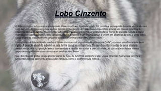 • O lobo cinzento, outrora o carnívoro mais disseminado em todo o mundo, foi temido e perseguido durante vários séculos
pelo homem. Ainda assim, esse animal tímido e inteligente tem sido incompreendido, graças aos contos infantis e à
imprensa sensacionalista. Atualmente, subsiste em pequenos números do Hemisfério Norte do planeta. Sendo o maior
membro selvagem da família dos canídeos, o lobo cinzento é um animal social e vivem em alcateias de oito a vinte lobos.
Essas alcateias trabalham em conjunto para caçar animais maiores, como veado.
• Uma alcateia é liderada pelo macho e fêmea dominantes, denominado pelo nome "alfa", e possui uma hierarquia bem
rígida. A posição social do lobo vê-se pela forma como se comportam. Os membros dominantes de uma alcatéia
destacam-se pela sua posição ereta, com orelhas e caudas esticadas e presas à vista, ao passo que os lobos menos
importantes gatinham com a cauda e as orelhas para baixo.
• Sua distribuição global ocupa grande parte da Ásia, da América do Norte e da Europa Oriental. Na Europa Central e
Ocidental apenas apresenta populações relíquia, como a da Península Ibérica.
 