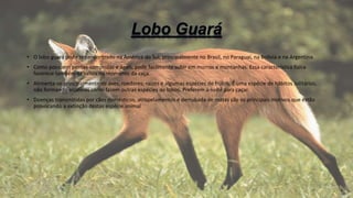 • O lobo guará pode ser encontrado na América do Sul, principalmente no Brasil, no Paraguai, na Bolívia e na Argentina.
• Como possuem pernas compridas e ágeis, pode facilmente subir em morros e montanhas. Essa característica física
favorece também os saltos no momento da caça.
• Alimenta-se principalmente de aves, roedores, raízes e algumas espécies de frutos. É uma espécie de hábitos solitários,
não formando alcateias como fazem outras espécies de lobos. Preferem a noite para caçar.
• Doenças transmitidas por cães domésticos, atropelamentos e derrubada de matas são os principais motivos que estão
provocando a extinção destas espécie animal
 