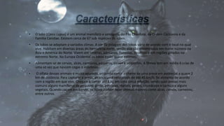 • O lobo (Canis Lupus) é um animal mamífero e selvagem, do Filo Chordata, da Ordem Carnivora e da
Família Canidae. Existem cerca de 67 sub-espécies de lobos.
• Os lobos se adaptam a variados climas. A cor da pelagem dos lobos vária de acordo com o local no qual
vive. Habitam em diversas áreas do hemisfério norte, sendo que são encontrados em maior número na
Ásia e América do Norte. Vivem em savanas, pântanos, florestas, desertos e em regiões gelados no
extremo Norte. Na Europa Ocidental os lobos estão quase extintos.
• Alimentam-se de cervos, alces, carneiros, pássaros, peixes e serpentes. A fêmea tem em média 6 crias de
uma só vez que nascem cegas e indefesas.
• O olfato desses animais é muito apurado, podendo sentir o cheiro de uma presa em potencial a quase 2
km de distância. Para capturar a presa, alcança uma velocidade de até 45 km/h. Se alimenta de acordo
com a região em que vive. Chegam a comer até 6 kg em uma única refeição, sendo suas presas mais
comuns alguns mamíferos de pequeno porte, pássaros, répteis, peixes, crustáceos e carniça e alguns
vegetais. Quando caçam em bando, os lobos podem fazer vítimas maiores como alces, cervos, carneiros,
entre outros.
 