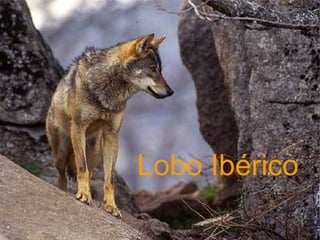 Lobo Ibérico 