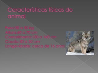Características físicas do
 animal

Peso:30 a 50 kg
Altura:60 a 70 cm
Comprimento:130 a 160 cm
Cauda:30 a 50 cm
Longevidade: cerca de 16 anos
 