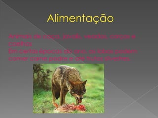 Alimentação
Animais de caça, javalis, veados, corços e
coelhos
Em certas épocas do ano, os lobos podem
comer carne podre e até frutos silvestres.
 