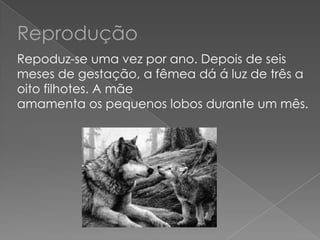 Reprodução
Repoduz-se uma vez por ano. Depois de seis
meses de gestação, a fêmea dá á luz de três a
oito filhotes. A mãe
amamenta os pequenos lobos durante um mês.
 