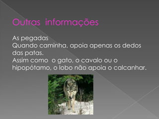 Outras informações
As pegadas
Quando caminha, apoia apenas os dedos
das patas.
Assim como o gato, o cavalo ou o
hipopótamo, o lobo não apoia o calcanhar.
 
