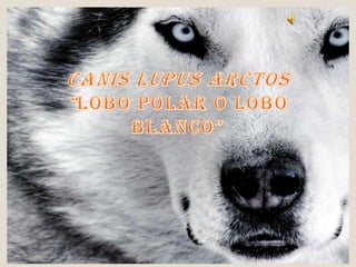 Canis lupus arctos“lobo polar o lobo blanco” 
