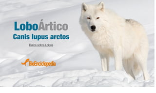 LoboÁrtico
Canis lupus arctos
Datos sobre Lobos
 